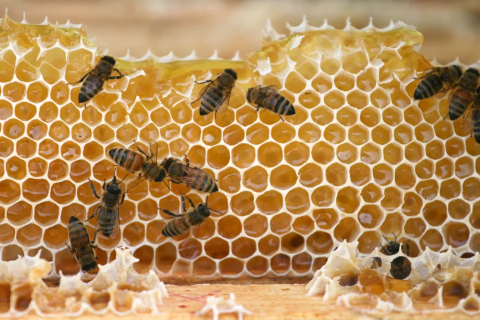 Honeybees working on capped and open honeycomb cells