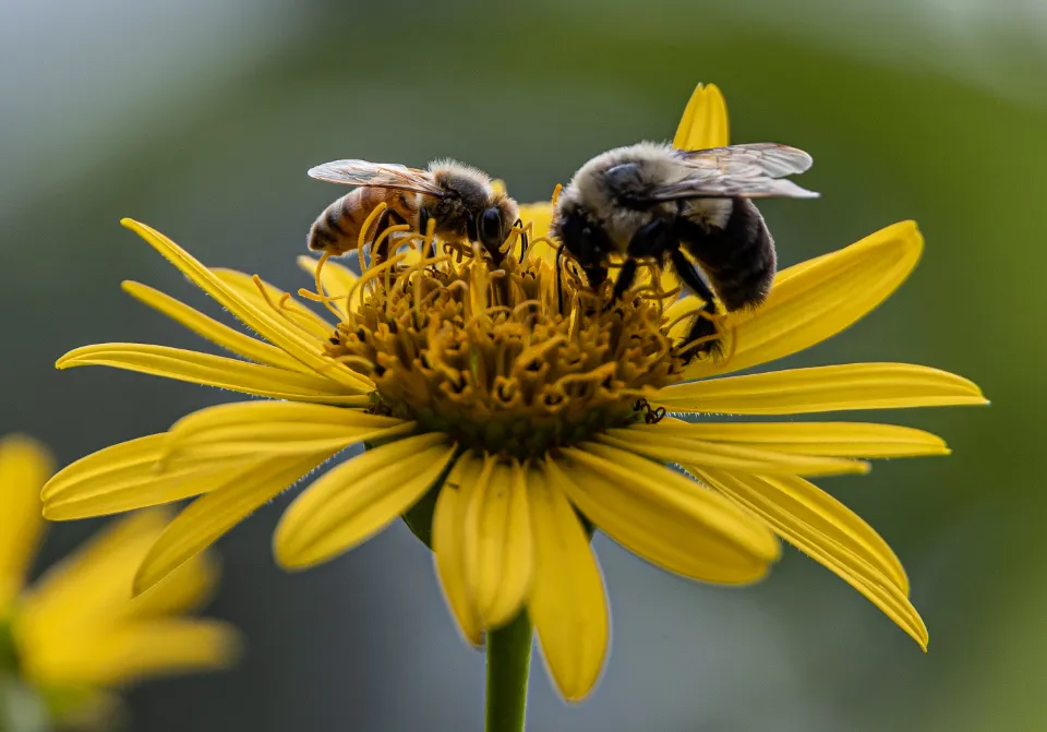 Two bees gathering nectar on a yellow flower