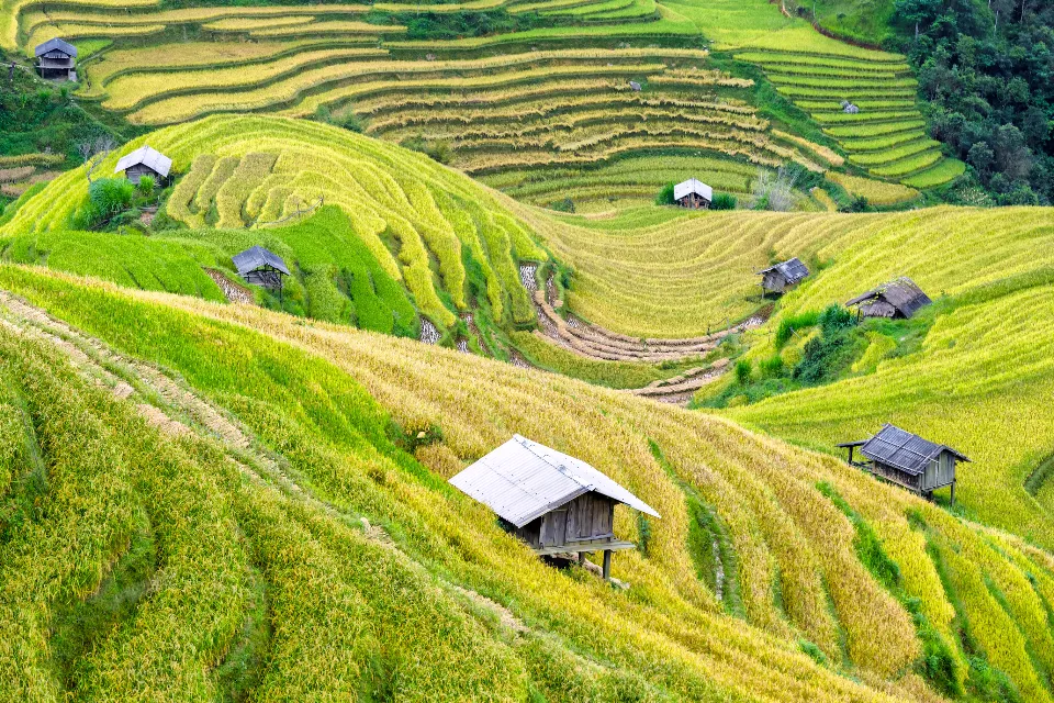 Terraced hillsides with small wooden huts in the mountains of northern Vietnam